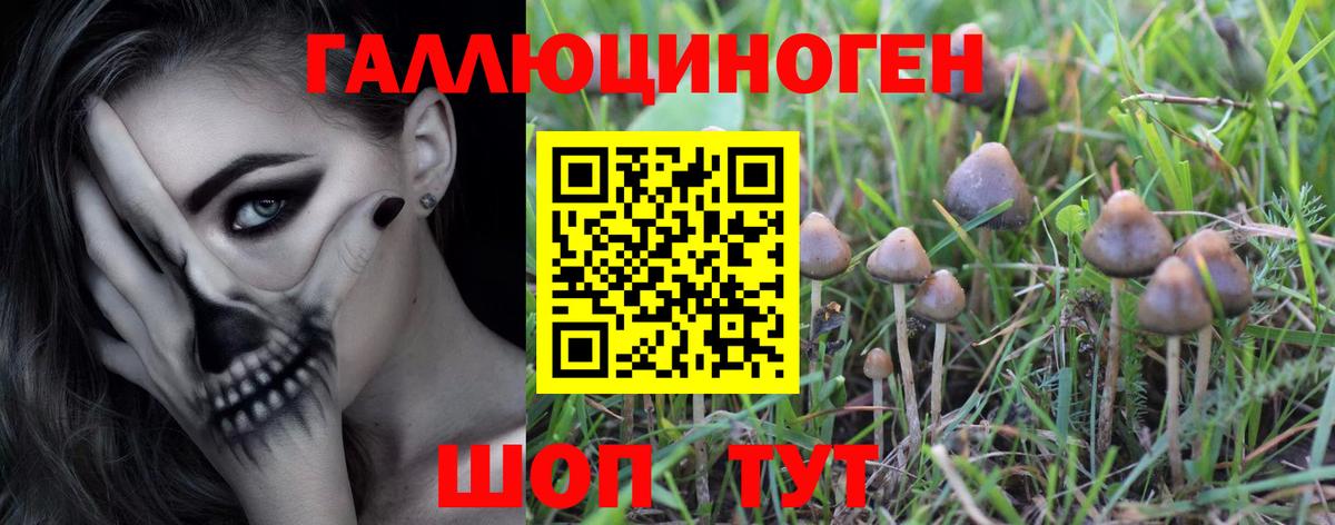 Псилоцибиновые грибы Psilocybine cubensis Чебоксары